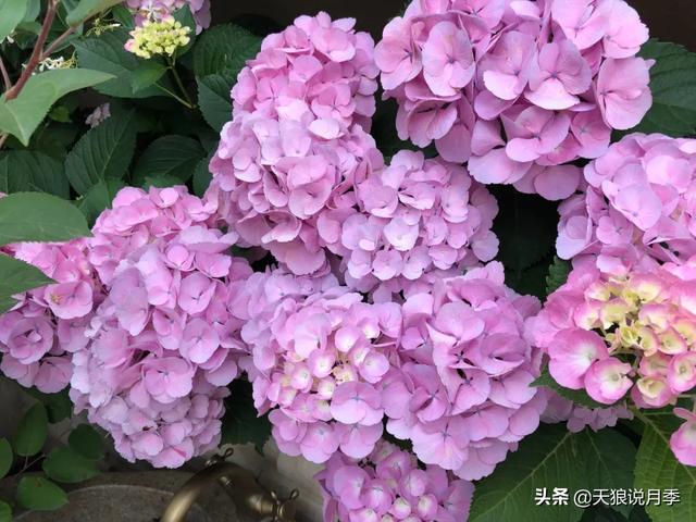 他们用1年时间，在自家楼顶建造出一个绝美露台花园