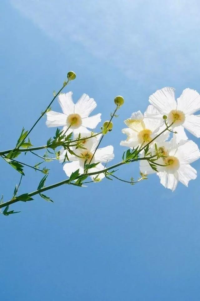 Щ굹32ƪģ㻹ܱƪ
