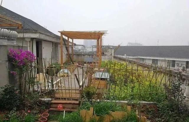 100平顶楼露台花园，养花种菜喂鱼，大隐于市，简约生活！