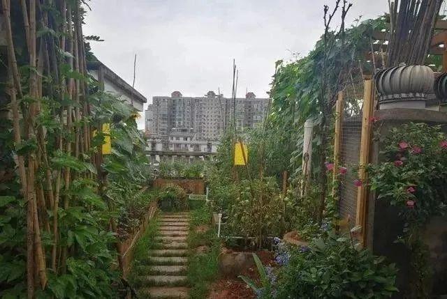 100平顶楼露台花园，养花种菜喂鱼，大隐于市，简约生活！