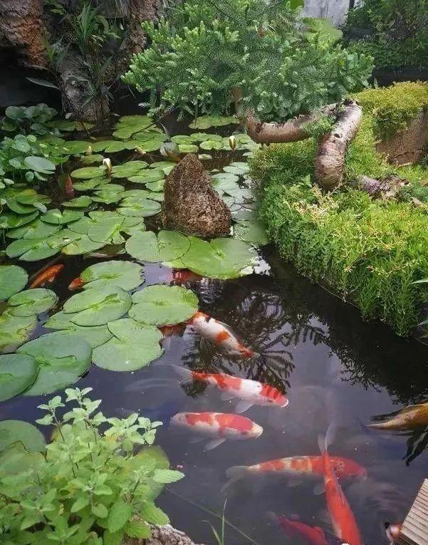 100平顶楼露台花园，养花种菜喂鱼，大隐于市，简约生活！