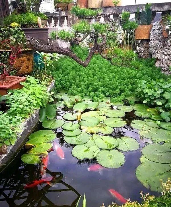100平顶楼露台花园，养花种菜喂鱼，大隐于市，简约生活！