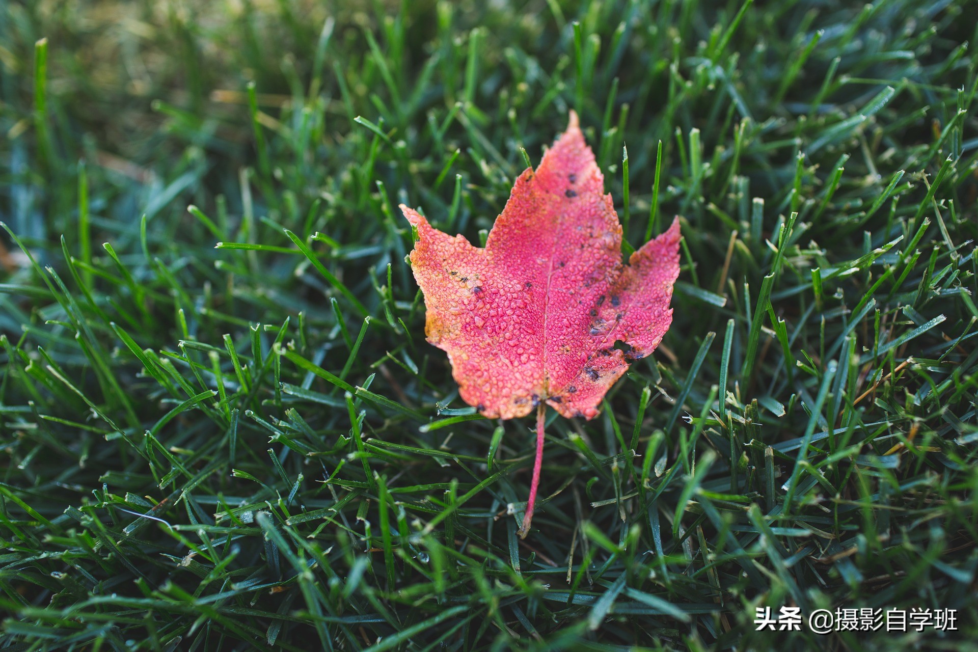 26ҶӰƷҪҶӰȫð