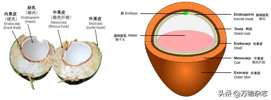ԵҬΪʲôҲҬ֭Ҭ
