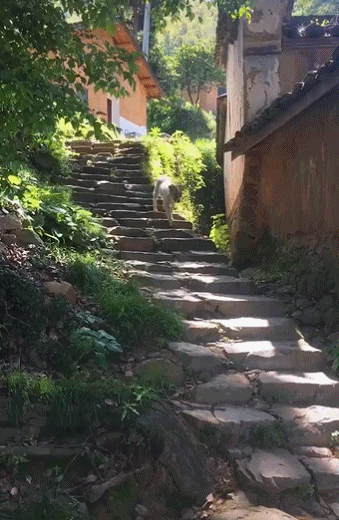 ΪζϲΣԭй