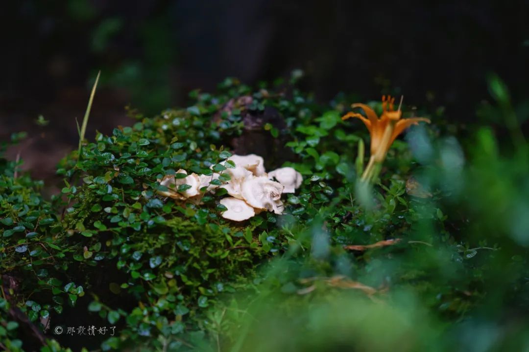 ɽ˵0Ļ̴լޣסڴ辰