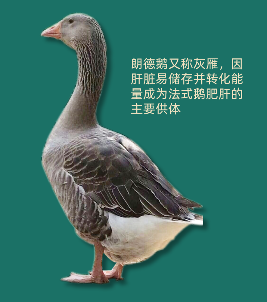 ȫ򶥼ʳĴƴԹһ־