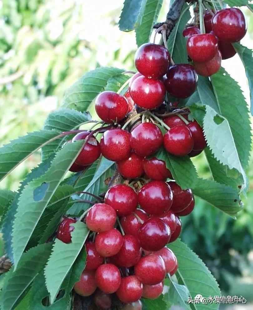 2021ȫƷֵ˵