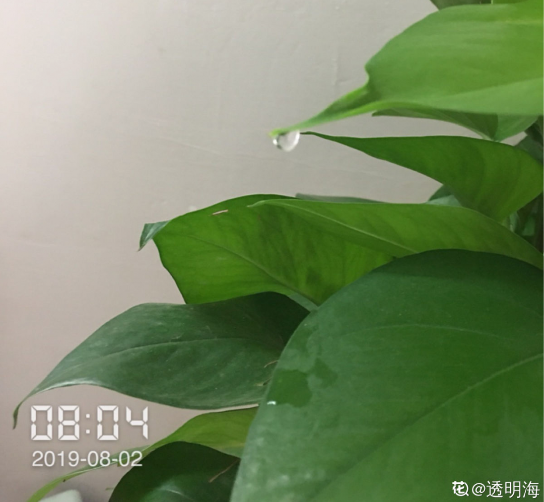 Ҷӡ¡ˮ飬ϲ㣬״̬