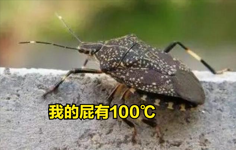 ƨ棺þɢȴȻûסһϲ