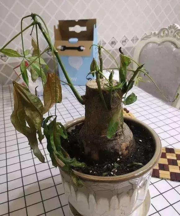 ױˮġ10ֻ̫