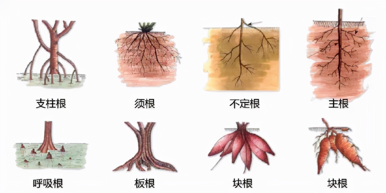 ȫֲ̬ͼ⣡ǿҽղ