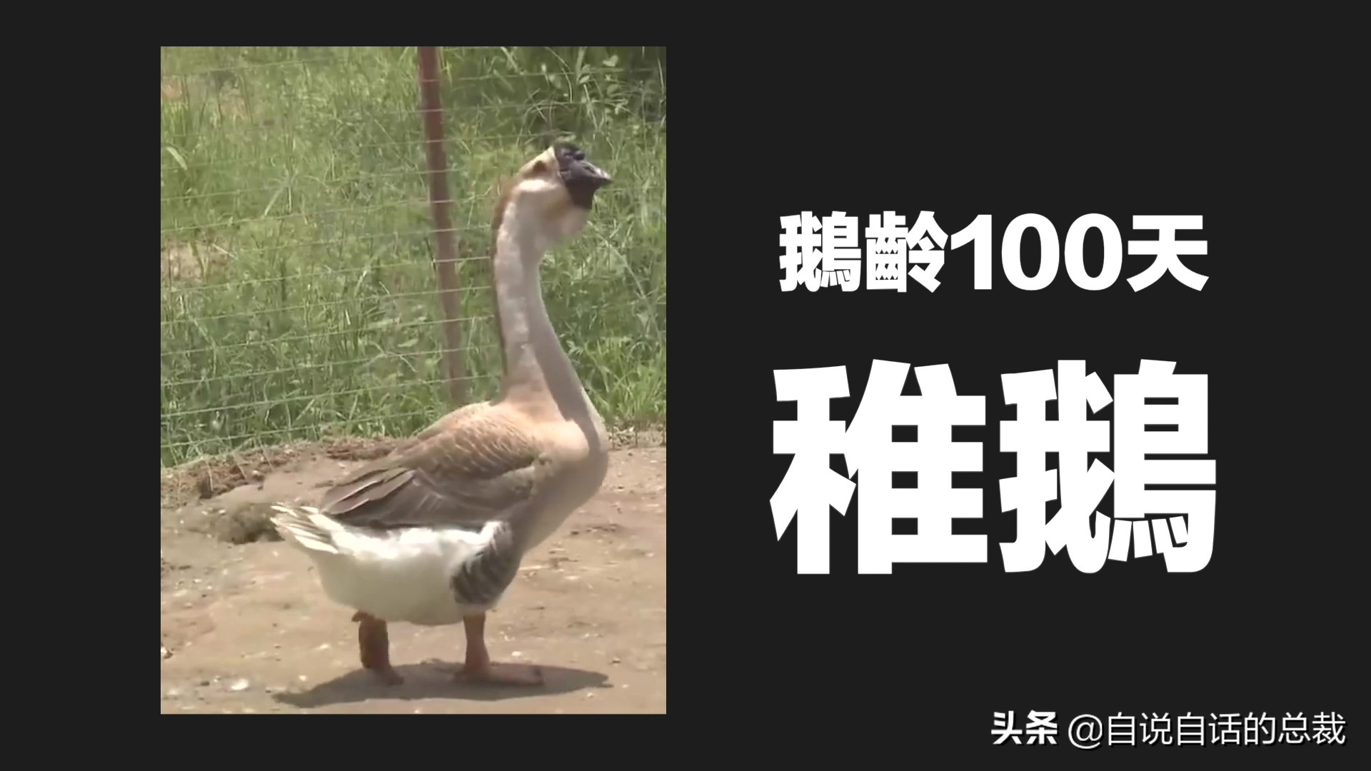Ϊʲôﶼ¶죿жĵطûߣʵò