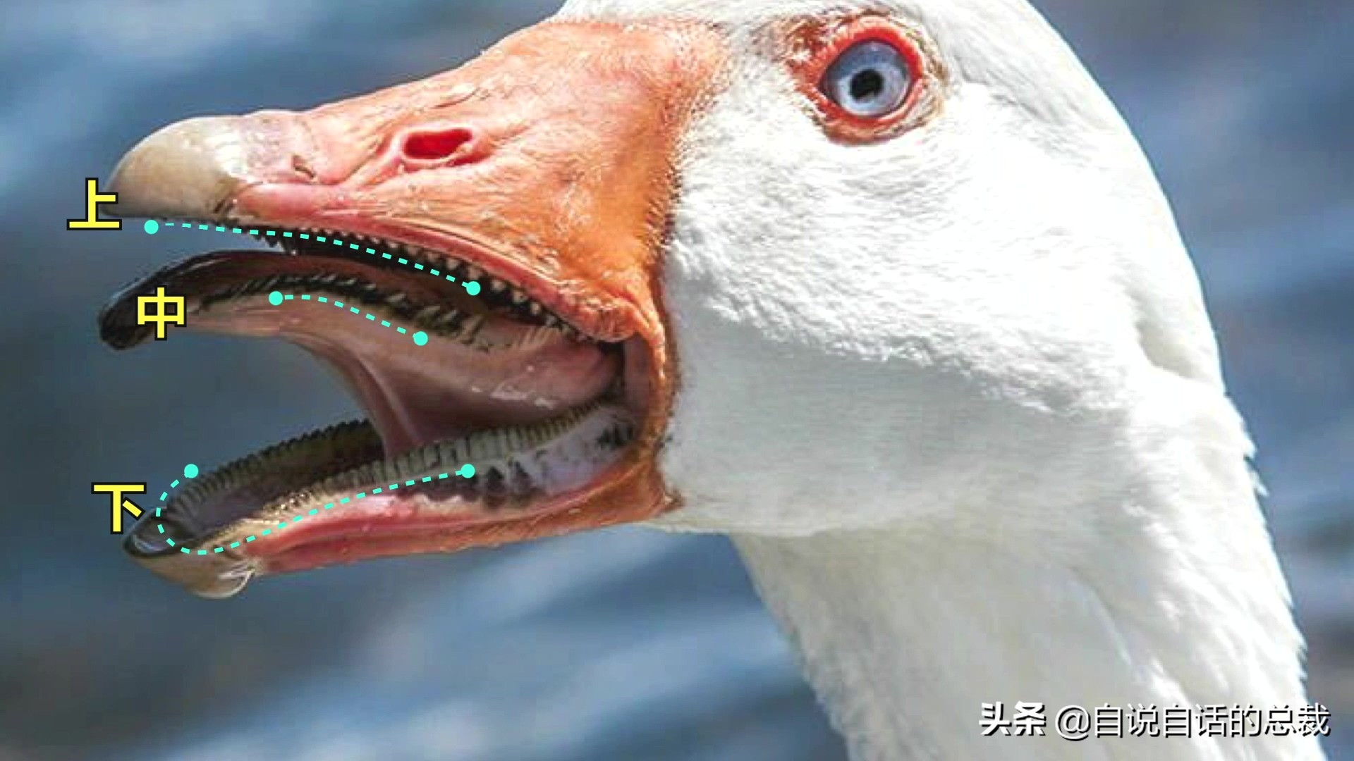 Ϊʲôﶼ¶죿жĵطûߣʵò