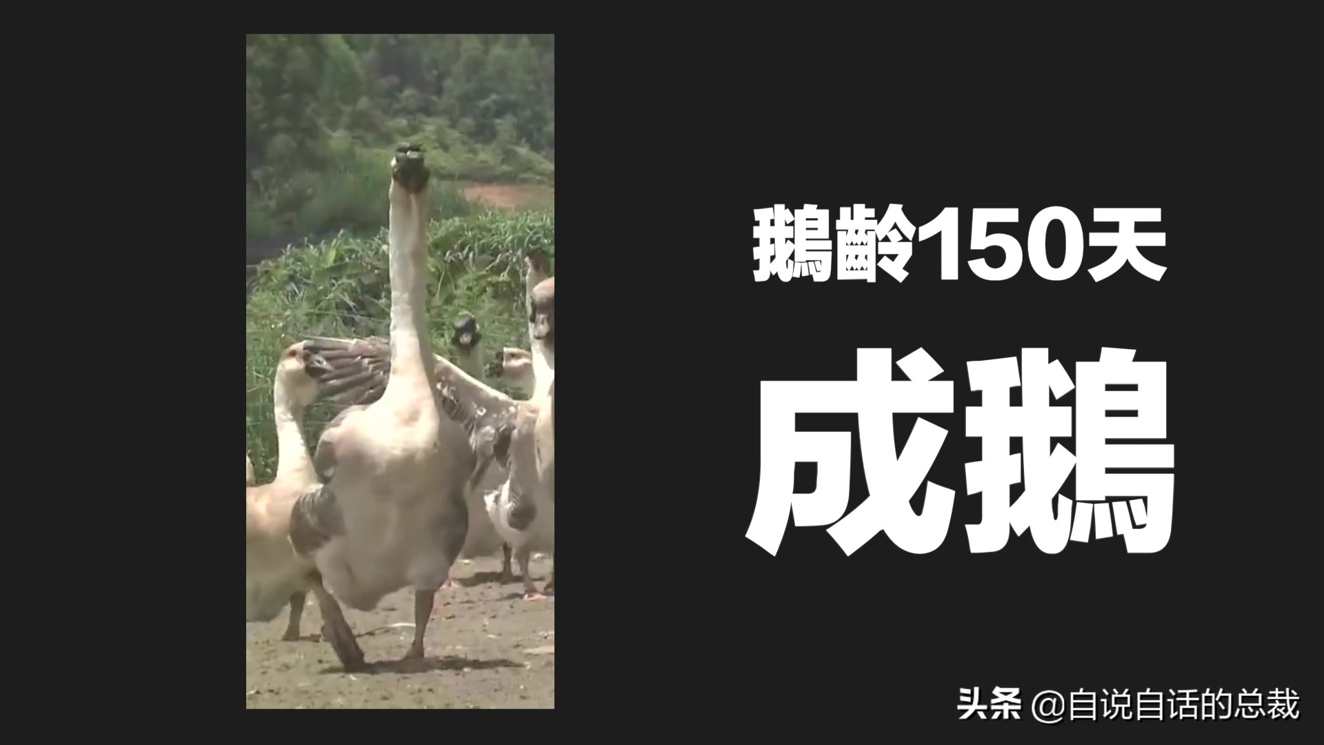 Ϊʲôﶼ¶죿жĵطûߣʵò