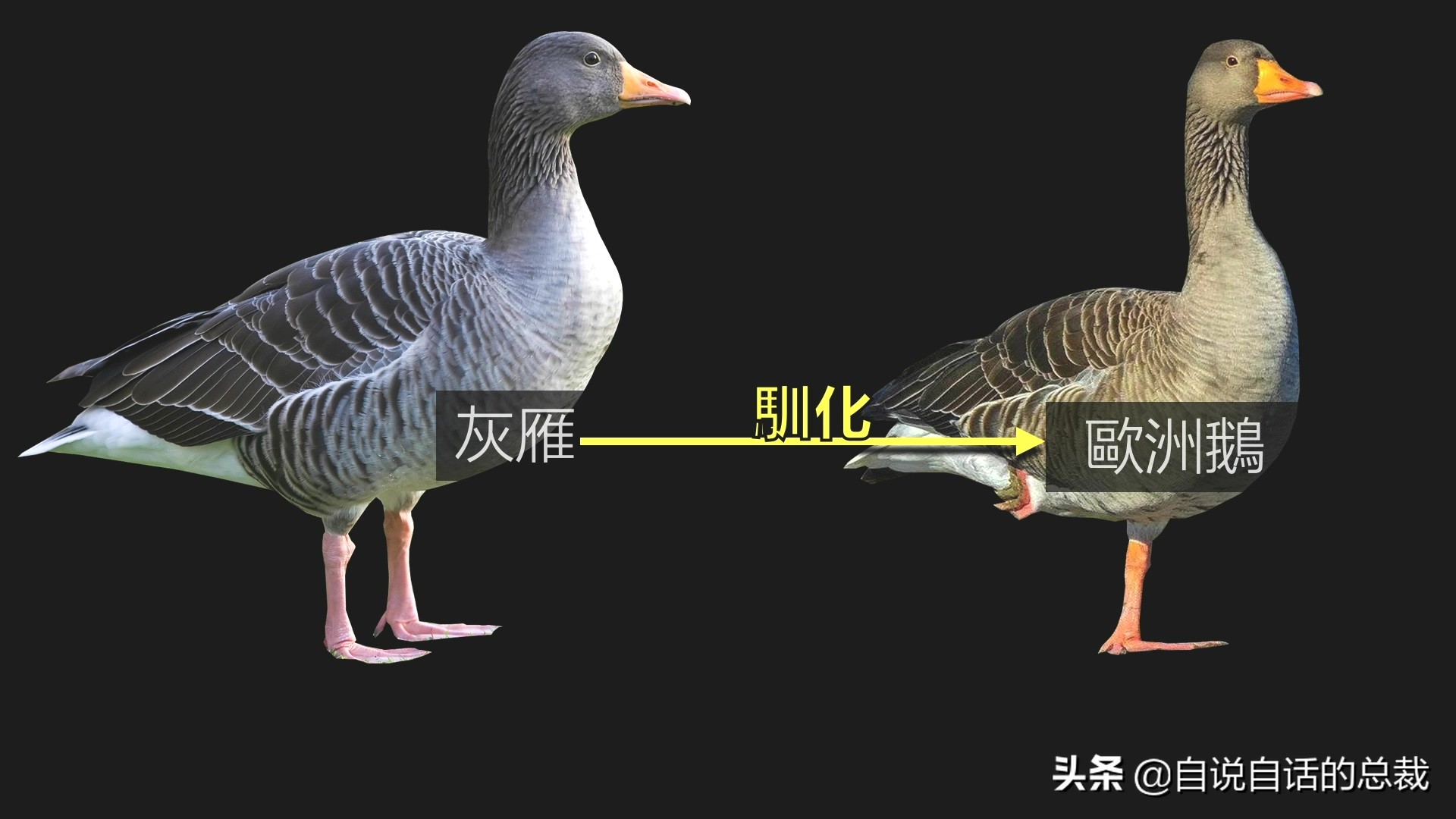 Ϊʲôﶼ¶죿жĵطûߣʵò